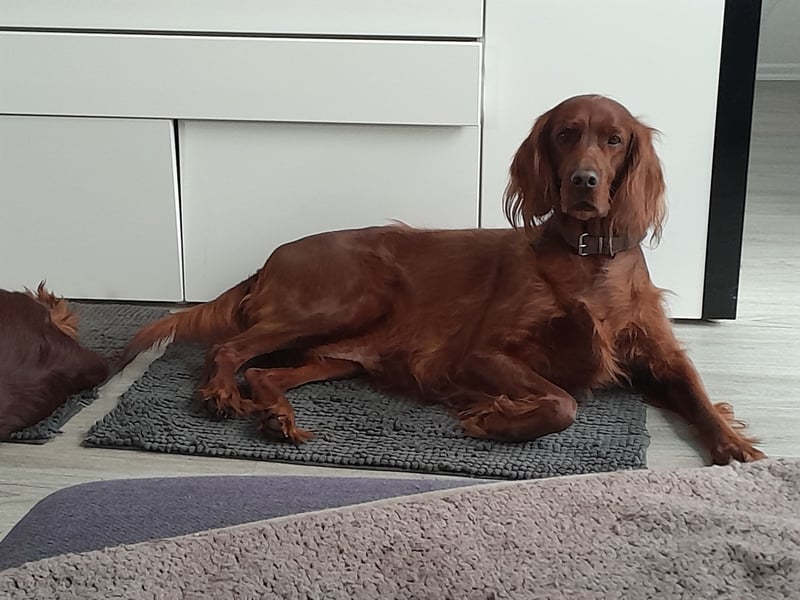 Irish Red Setter