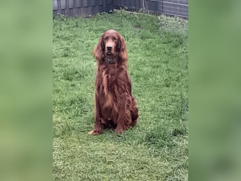 Irish Red Setter