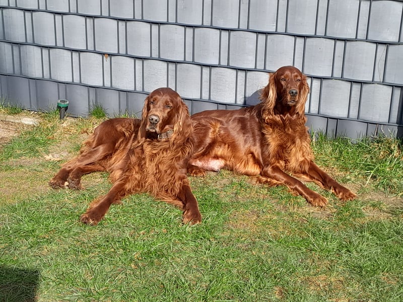 Irish Red Setter