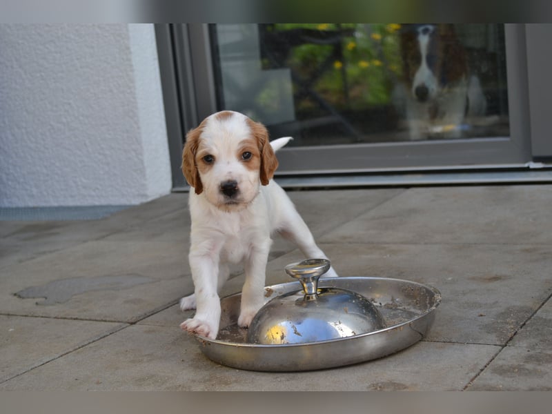 Traumfee - Irish Red and White Setter