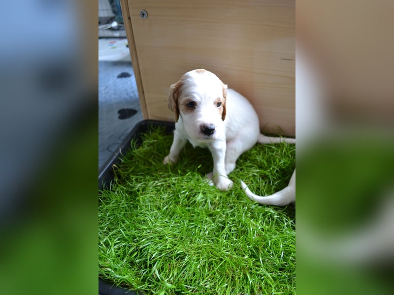 Traumfee - Irish Red and White Setter