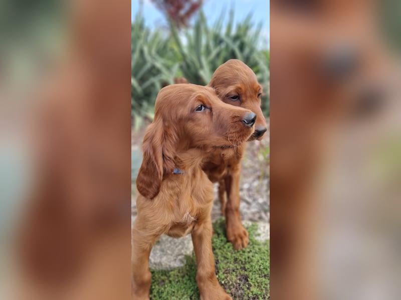 Irish Setter