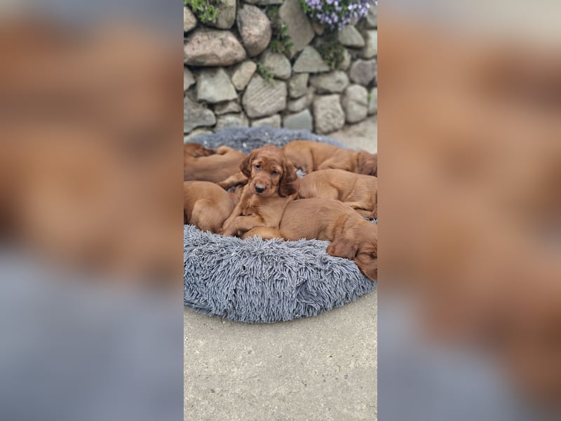 Irish Setter