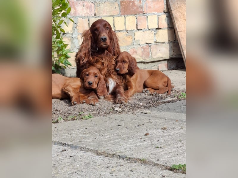 Irish Setter