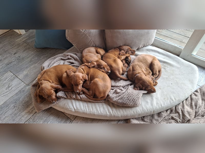Irish Setter