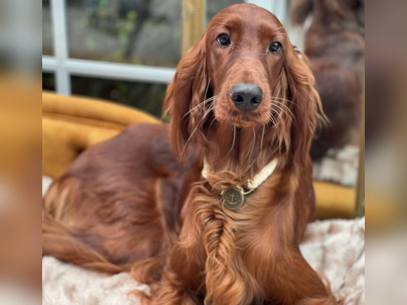 Irish Setter Welpen mit Papieren