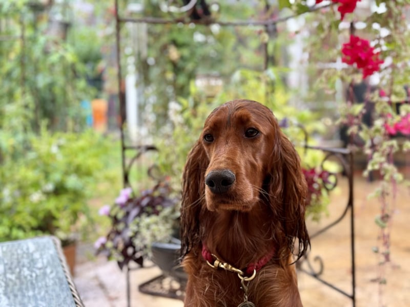 Irish Setter Welpen mit Papieren