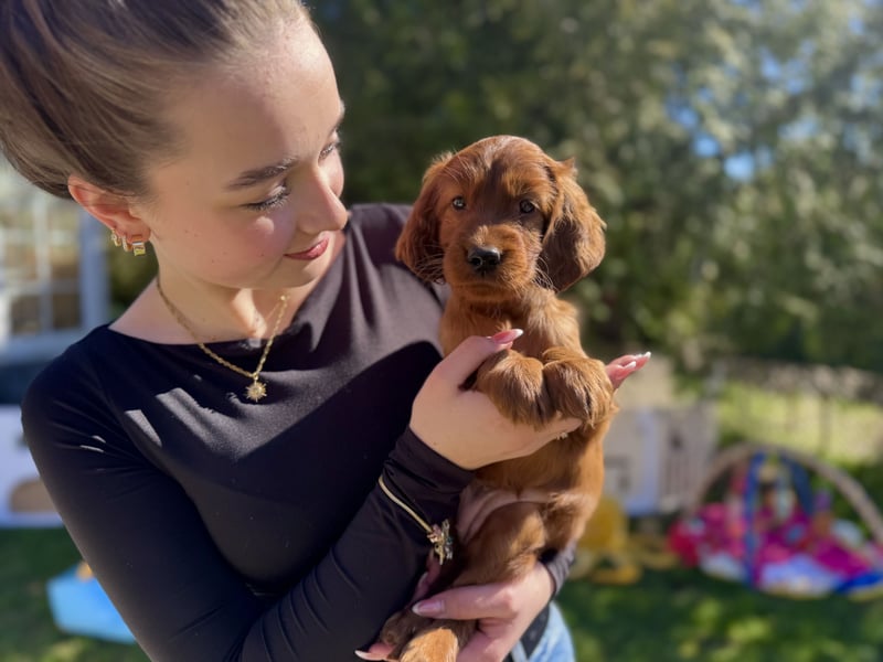 Irish Setter Welpen mit Papieren