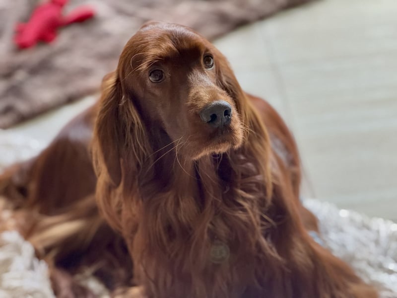 Irish Setter Welpen mit Papieren