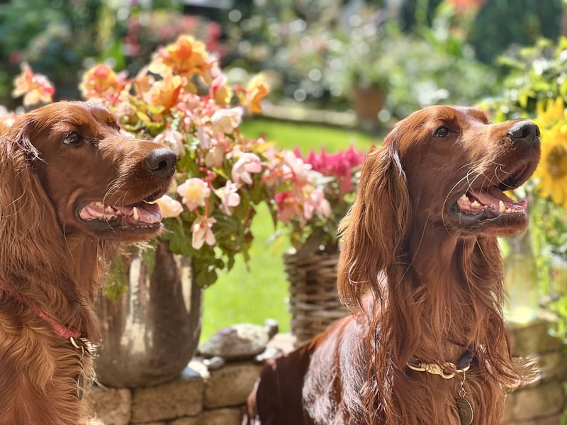 Irish Setter Welpen mit Papieren