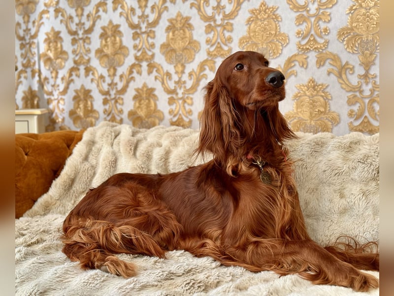 Irish Setter Welpen mit Papieren