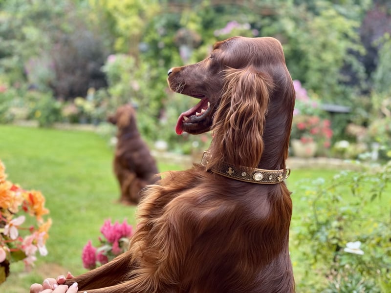 Irish Setter Welpen mit Papieren