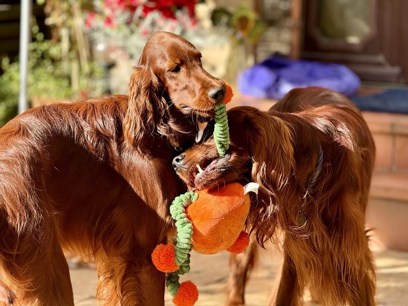 Irish Setter Welpen mit Papieren