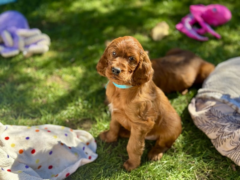 Irish Setter Welpen mit Papieren
