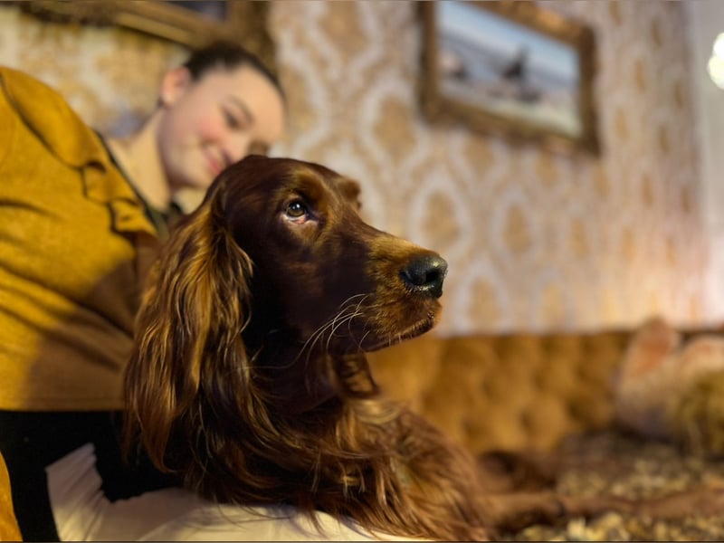 Irish Setter Welpen mit Papieren