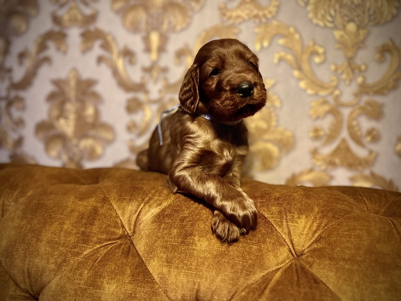 Irish Setter Welpen mit Papieren