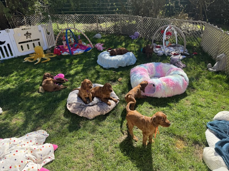 Irish Setter Welpen mit Papieren