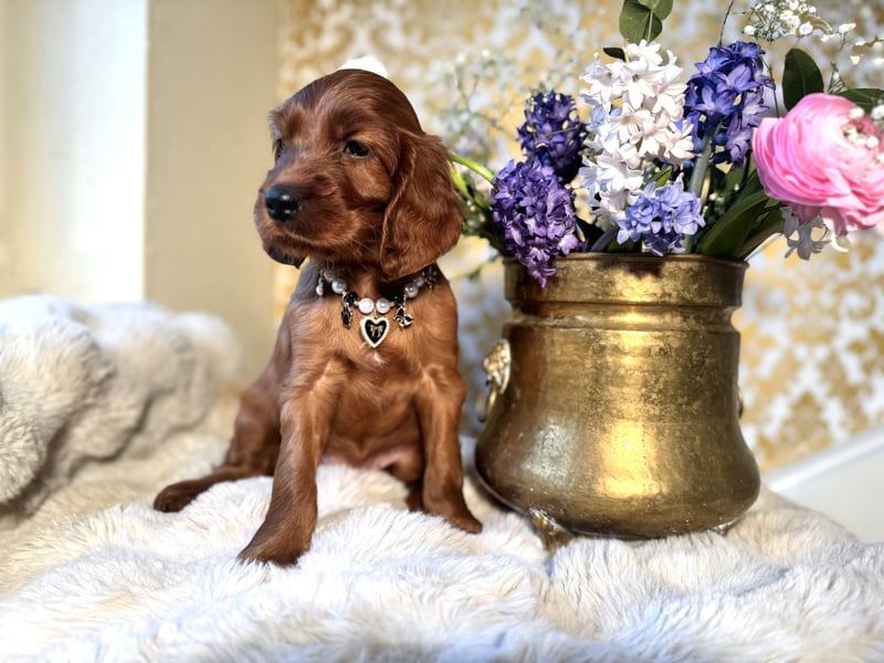Irish Setter Welpen mit Papieren