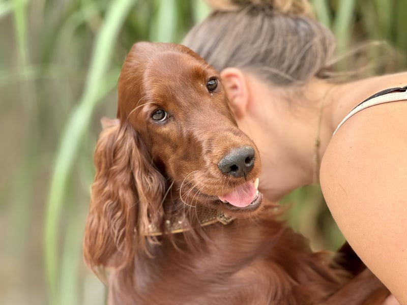 Irish Setter Welpen mit Papieren