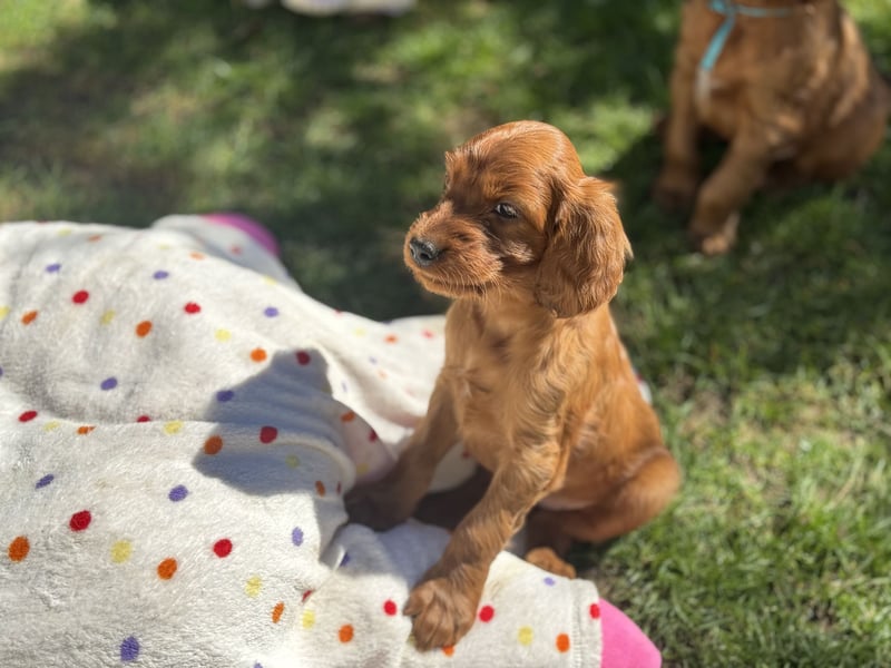 Irish Setter Welpen mit Papieren