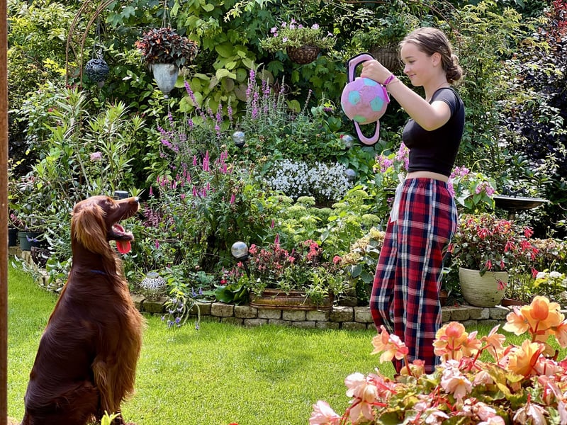 Irish Setter Welpen mit Papieren