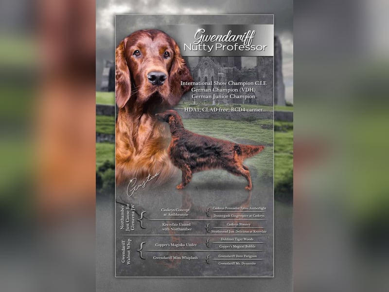 Valentinstags Irish Setter Welpen mit FCI- und VDH-Papieren