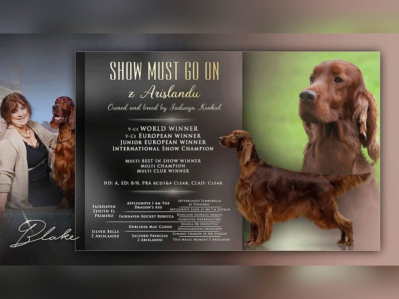 Valentinstags Irish Setter Welpen mit FCI- und VDH-Papieren