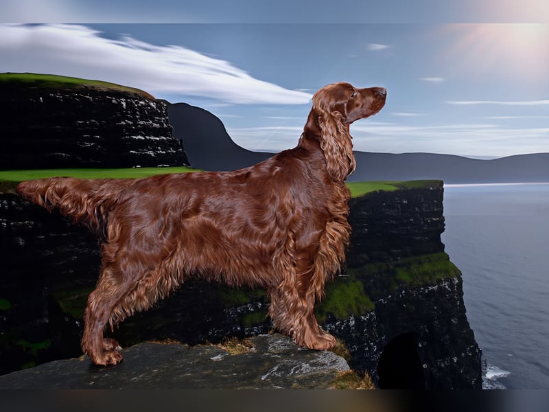 Valentinstags Irish Setter Welpen mit FCI- und VDH-Papieren