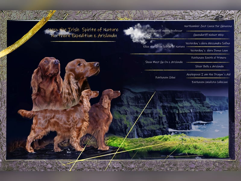 Valentinstags Irish Setter Welpen mit FCI- und VDH-Papieren