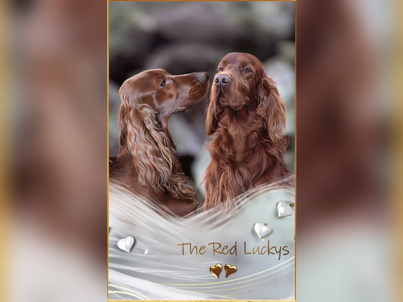 Valentinstags Irish Setter Welpen mit FCI- und VDH-Papieren