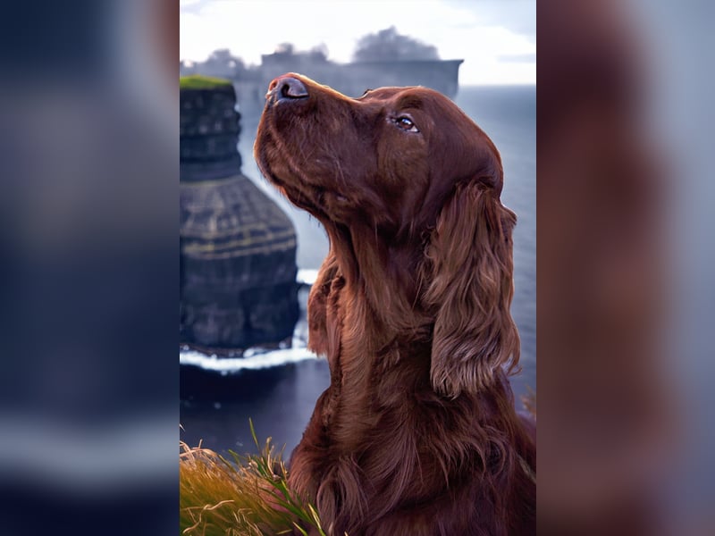 Valentinstags Irish Setter Welpen mit FCI- und VDH-Papieren
