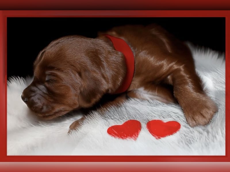Valentinstags Irish Setter Welpen mit FCI- und VDH-Papieren