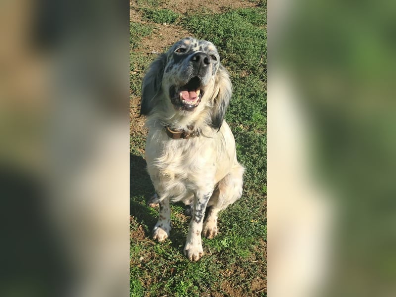 Tri Color Setter Chester