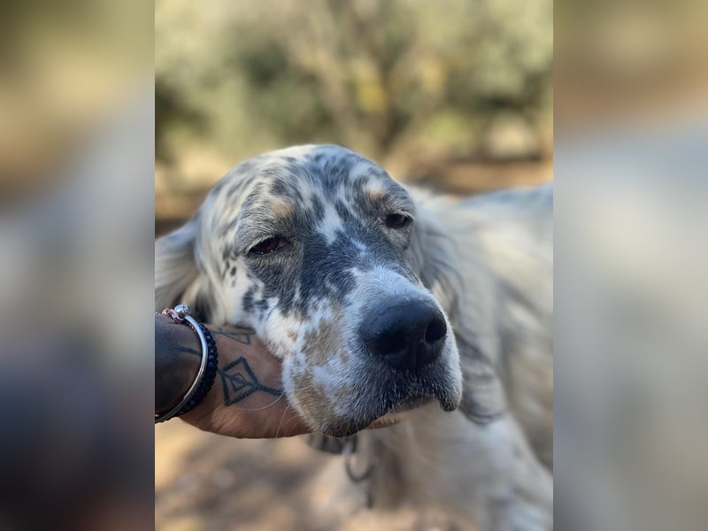 Tri Color Setter Chester