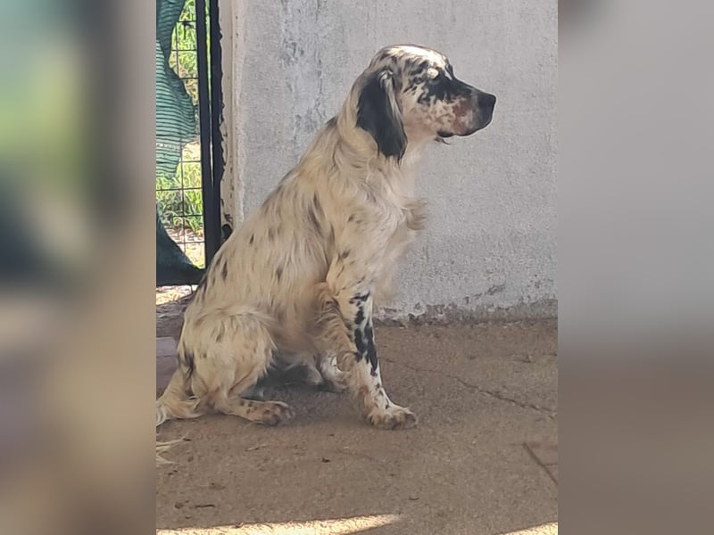 Tri Color Setter Chester