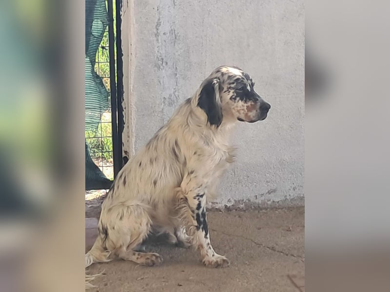 Tri Color Setter Chester