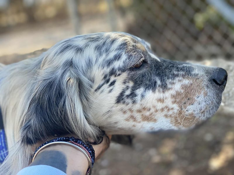 Tri Color Setter Chester