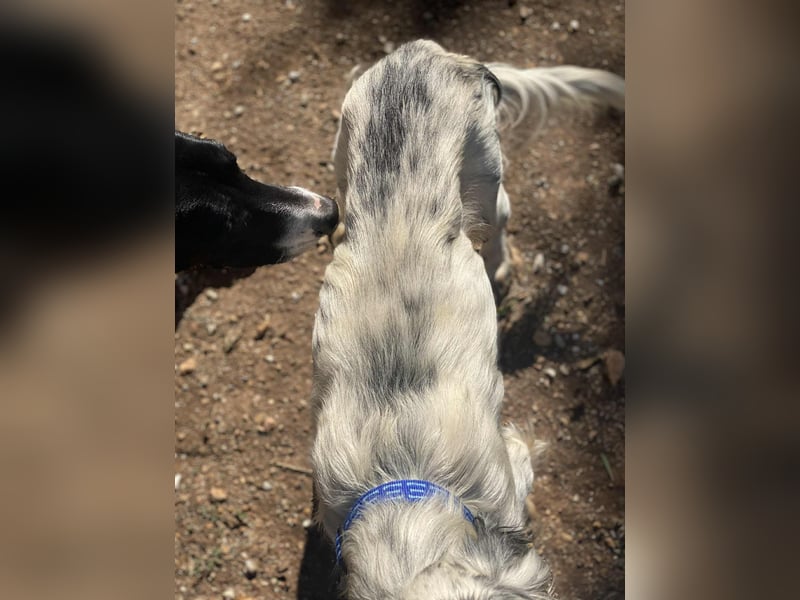 Tri Color Setter Chester