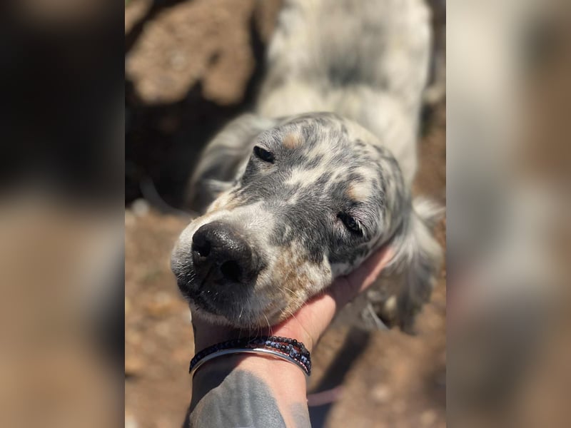 Tri Color Setter Chester