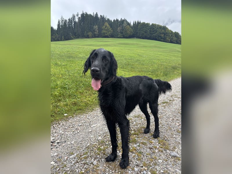 Irish Setter - Lanrador Mix