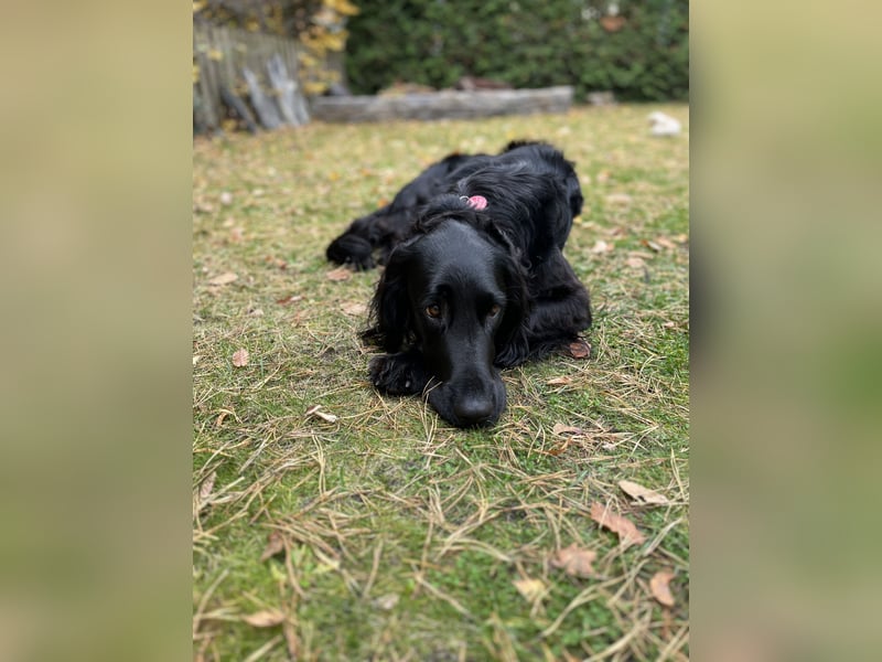 Setter-Labrador Mix abzugeben