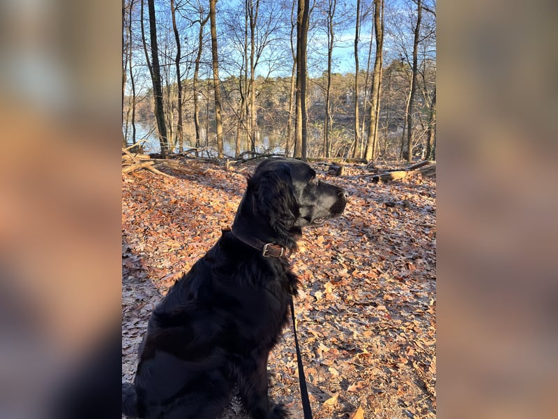 Setter-Labrador Mix abzugeben