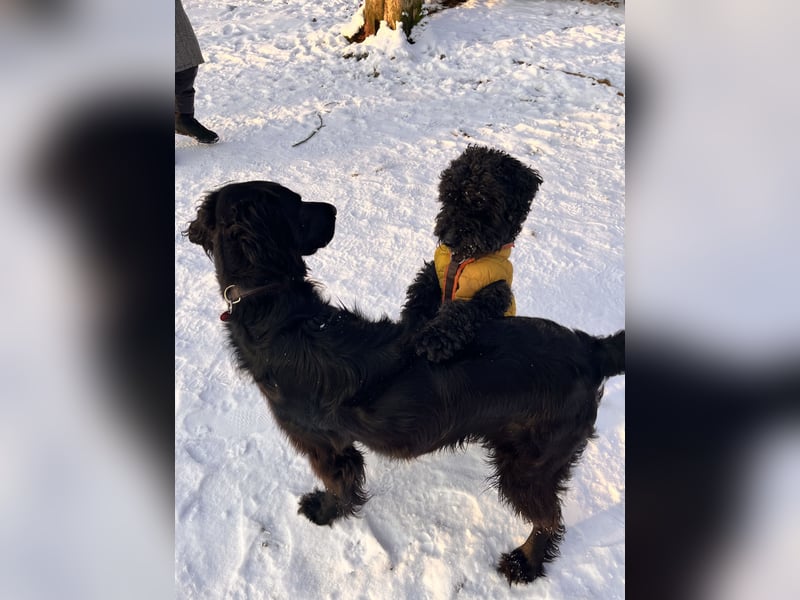 Setter-Labrador Mix abzugeben