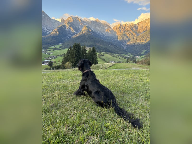 Setter-Labrador Mix abzugeben
