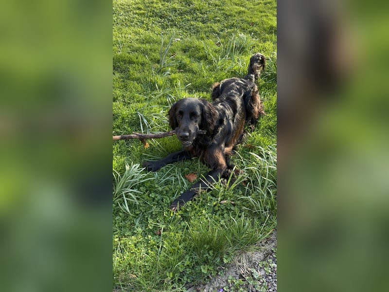 Setter-Labrador Mix abzugeben