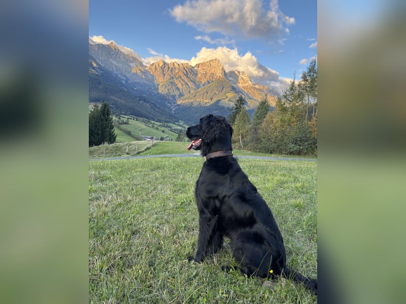 Irish Setter - Lanrador Mix