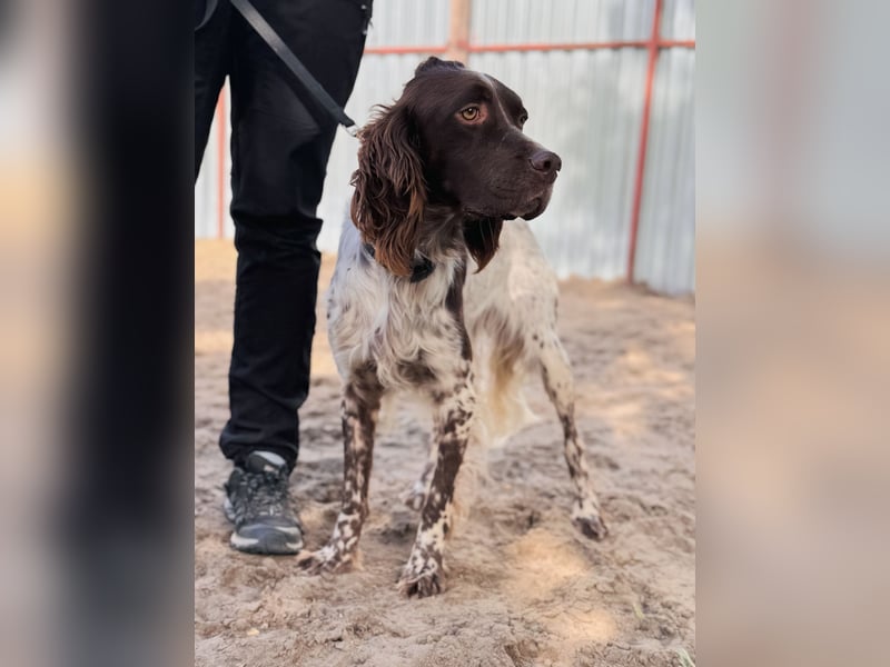 Rico - Hübscher Rüde sucht aktives Zuhause!