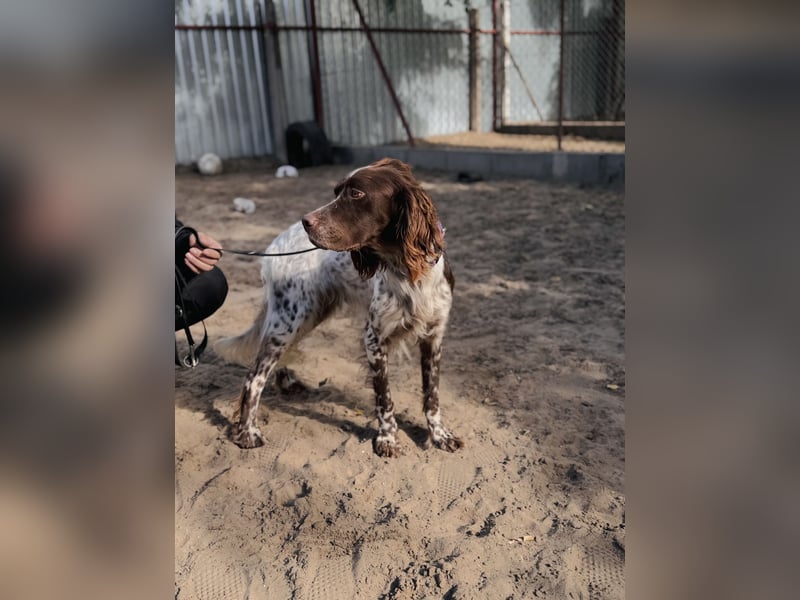 Rico - Hübscher Rüde sucht aktives Zuhause!