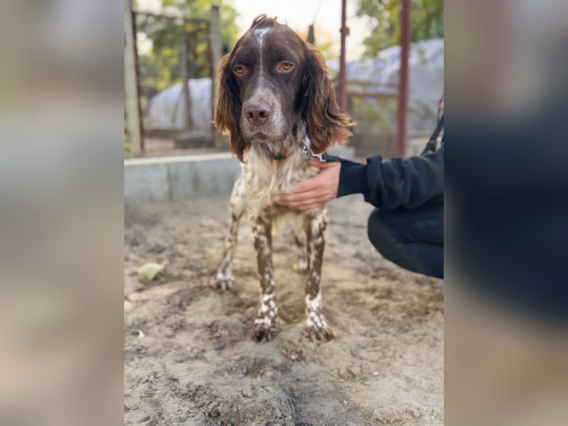 Rico - Hübscher Rüde sucht aktives Zuhause!