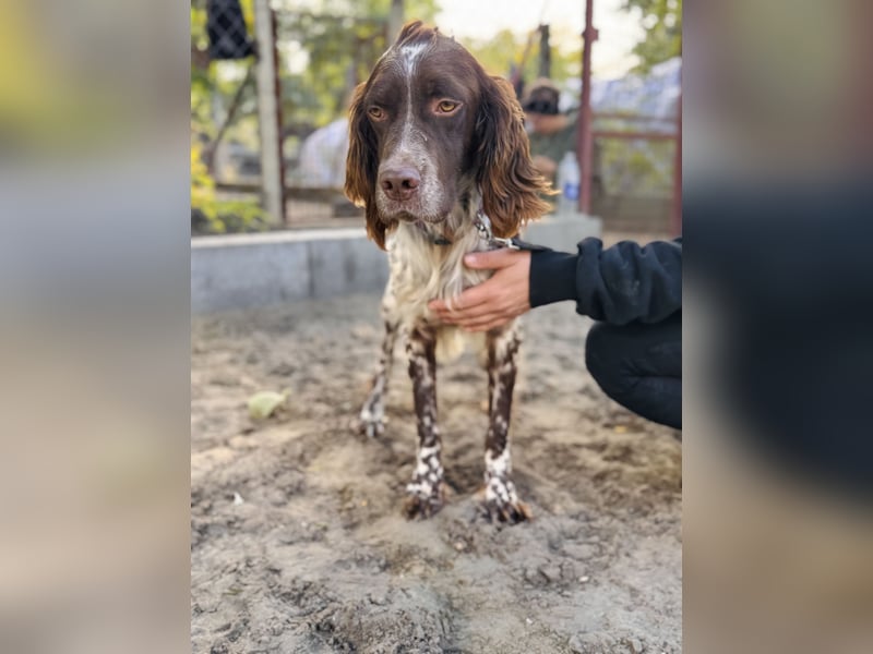 Rico - Hübscher Rüde sucht aktives Zuhause!